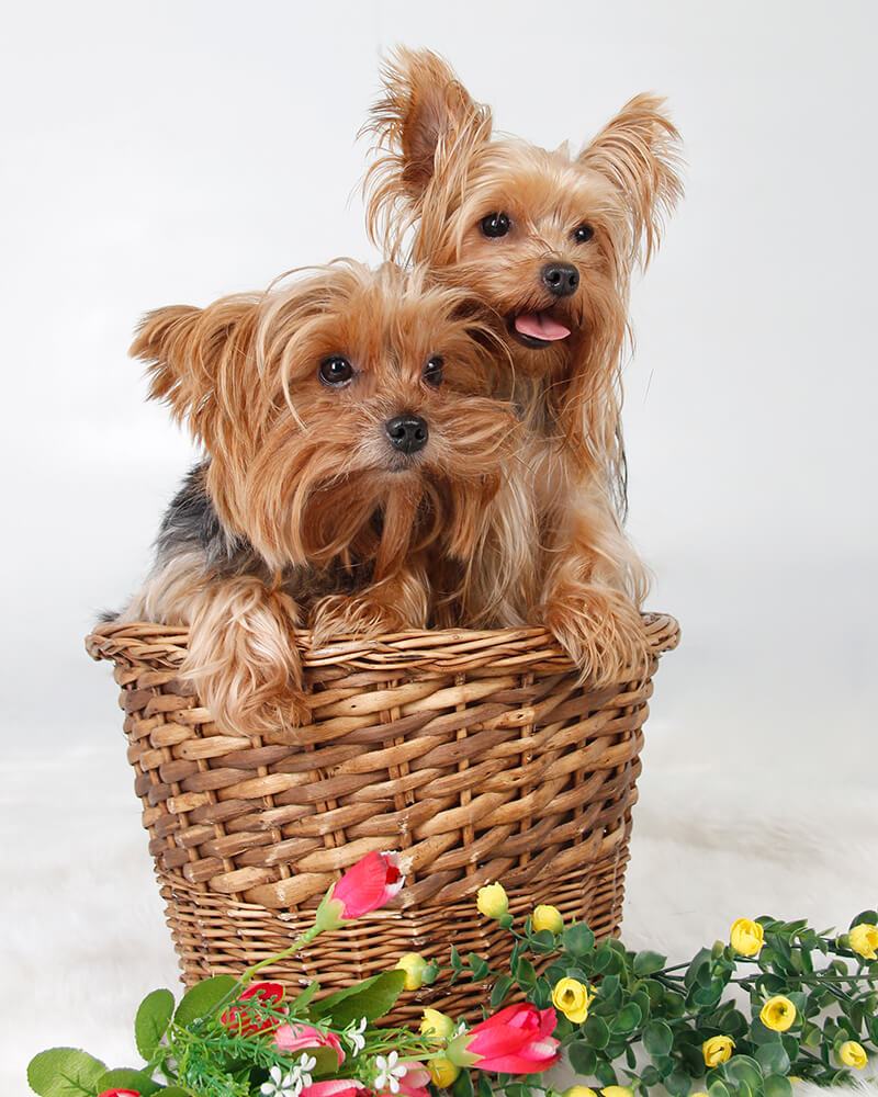 fotografías de mascotas